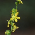 Agrimonia eupatoria fdl