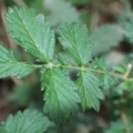 Agrimonia eupatoria fdl-2