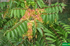 Ailanthus altissima fdl