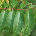 Ailanthus altissima fdl-1