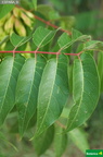 Ailanthus altissima fdl-1
