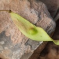 Ailanthus altissima fdl-2