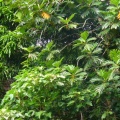Aleurites moluccana, Artocarpus altilis