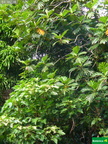 Aleurites moluccana, Artocarpus altilis