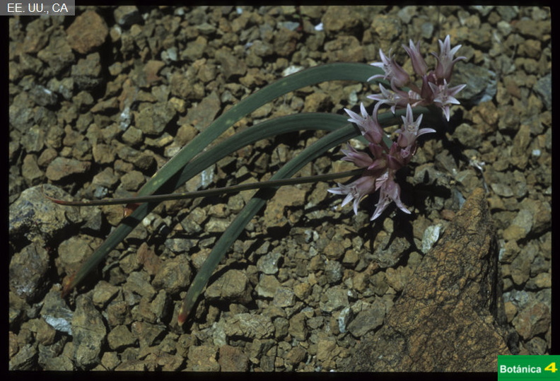 Allium falcifolium fdl.jpg