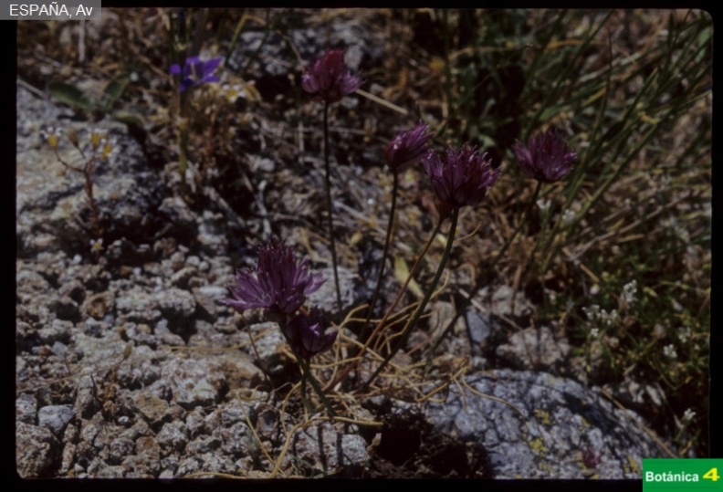 Allium schoenoprasum fdl.jpg
