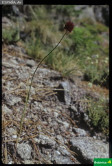 Allium sp.