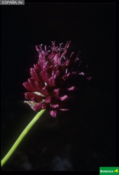 Allium sp-1.jpg