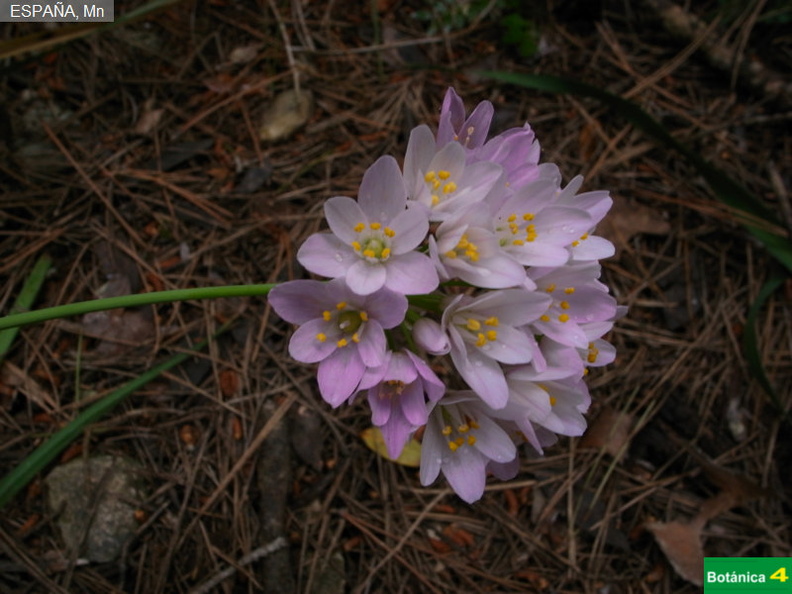 Allium sp-2.jpg
