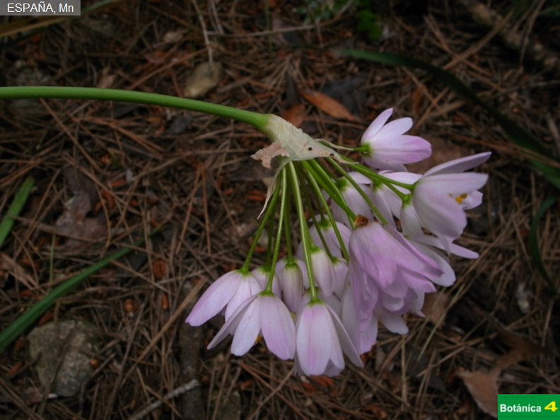 Allium sp-3.jpg
