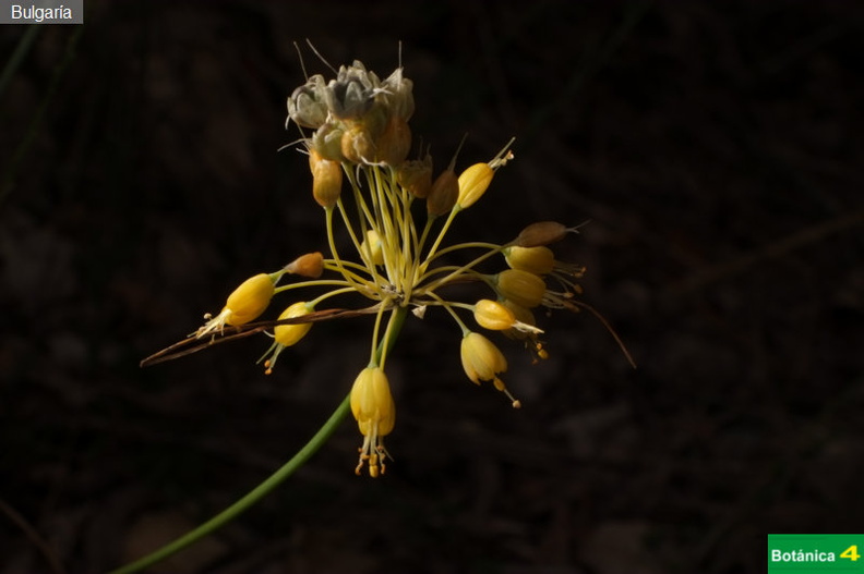 Allium sp-4.jpg