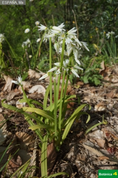 Allium triquetrum cf.jpg