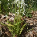Allium triquetrum cf