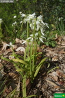 Allium triquetrum cf