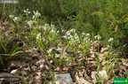 Allium triquetrum cf-1