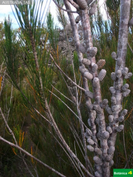 Allocasuarina molinifolia fdl.jpg
