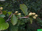 Alnus viridis
