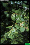 Alnus viridis subsp. suaveolens