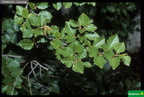 Alnus viridis subsp. suaveolens