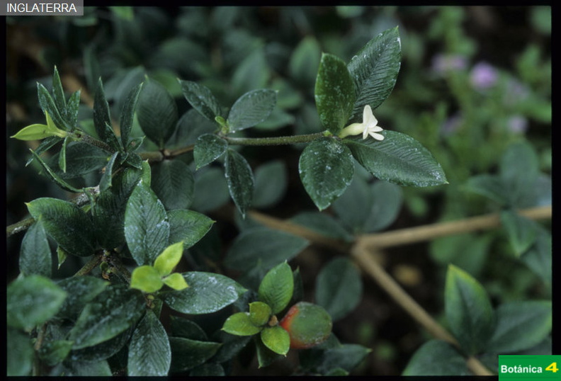 Alyxia ruscifolia fdl.jpg