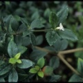 Alyxia ruscifolia