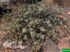 Ambrosia camphorata