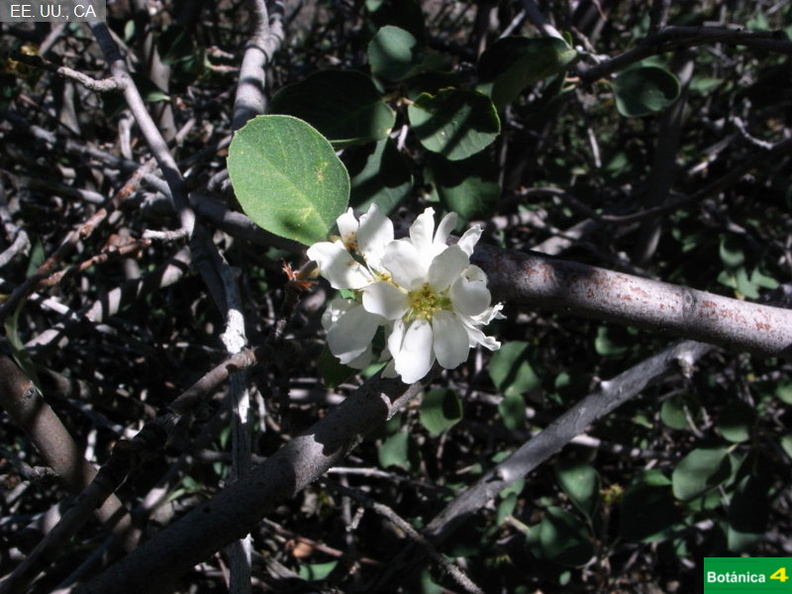 Amelanchier alnifolia cf.jpg