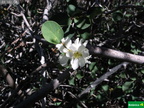 Amelanchier alnifolia cf.