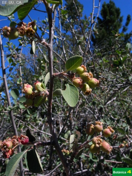 Amelanchier alnifolia cf-1.jpg