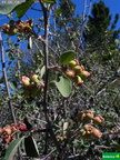 Amelanchier alnifolia cf.