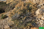 Anabasis articulata