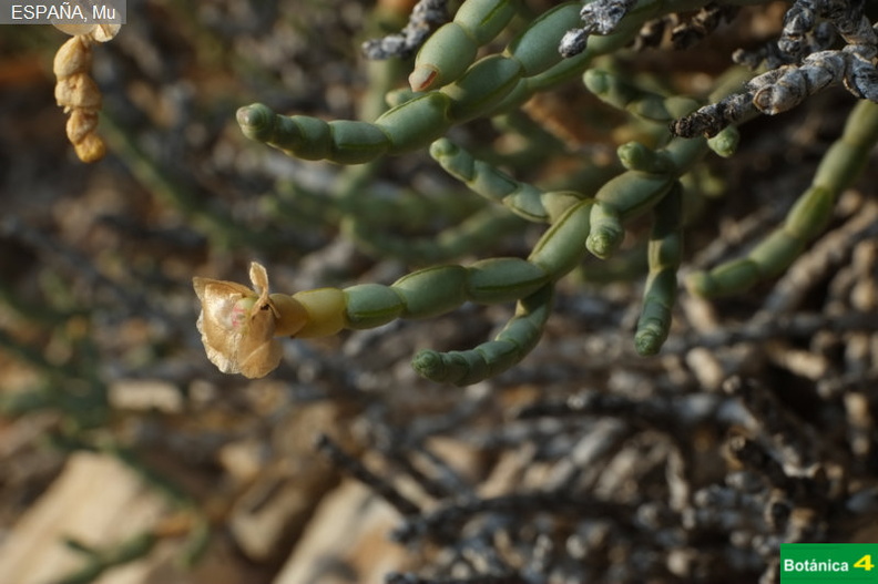 Anabasis articulata fdl-1.jpg