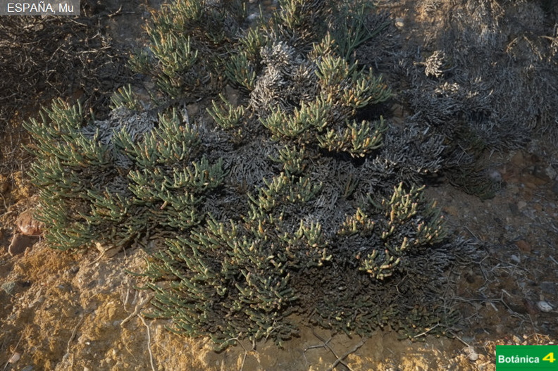Anabasis articulata fdl-2.jpg