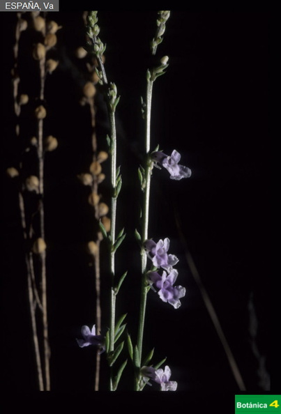 Anarrhinum bellidifolium fdl.jpg