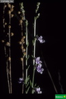 Anarrhinum bellidifolium