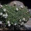 Androsace cylindrica