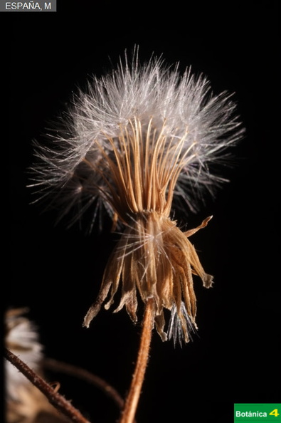 Andryala integrifolia fdl-3.jpg