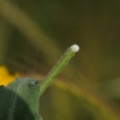 Andryala integrifolia, latex