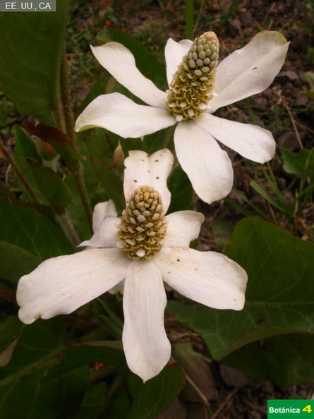 Anemopsis californica fdl-1.jpg