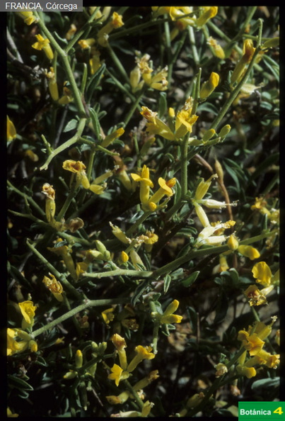 Anthyllis hermaniae fdl-1.jpg