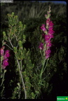 Antirrhinum major ssp. linkianum