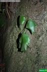 Antrophyum mannianum fdl
