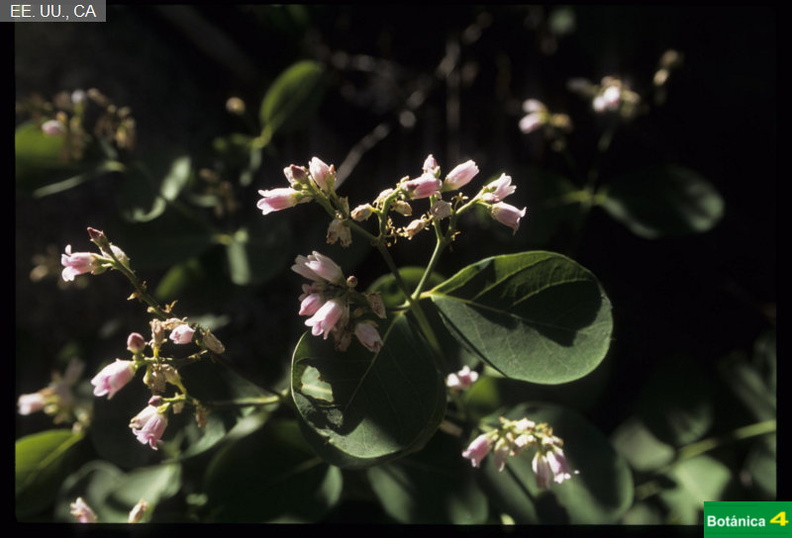 Apocynum androsaemifolium