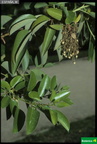Arbutus andrachne