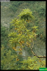 Arbutus canariensis