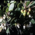 Arctostaphylos hookeri ssp. hookeri