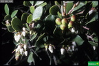 Arctostaphylos hookeri ssp. hookeri