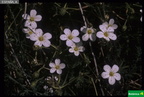 Arenaria montana ssp. intricata