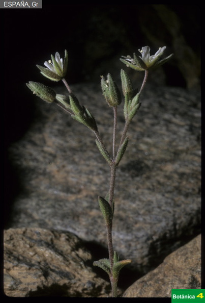 Arenaria nevadensis fdl-1.jpg