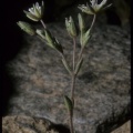 Arenaria nevadensis